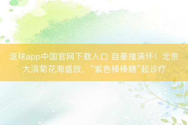 滚球app中国官网下载入口 自豪撞满怀！北京大滨菊花海盛放，“紫色棒棒糖”超诊疗