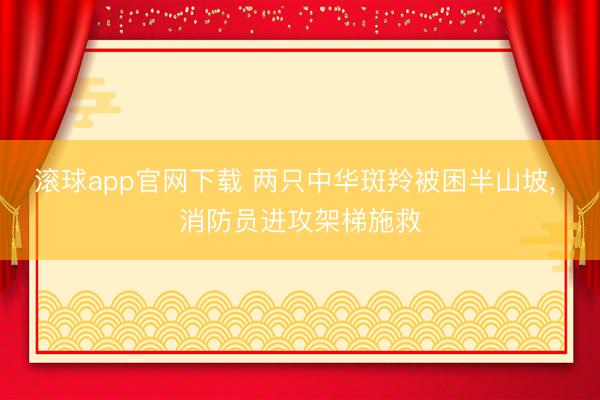 滚球app官网下载 两只中华斑羚被困半山坡， 消防员进攻架梯施救