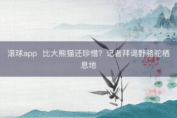 滚球app 比大熊猫还珍惜?记者拜谒野骆驼栖息地